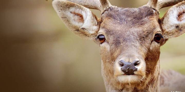 Deer forced its way into the Richland County Library