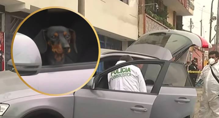 Abogada acribillada frente a sus hijos en Comas: Niños resultaron heridos y se encontró a mascota en camioneta Mujer de 37 años iba con sus hijos de 7 y 4 años en su camioneta de alta gama cuando sica