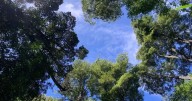 Activo estratégico para Chile: Valdivia da un importante paso avanzando hacia el manejo sustentable del bosque nativo