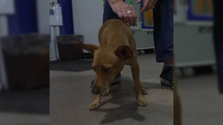 Florida Animal Control Shocked To Find Dog Abandoned With His Legs Tied Together