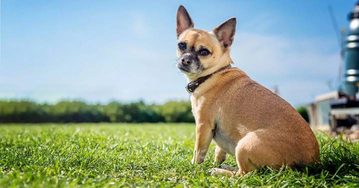 Dog trainer unveils real difference between male and female pets