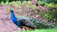 Florida man killed and ate his pet peacocks, authorities say
