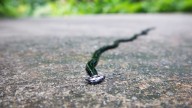 The Up-And-Coming Invasive Pest You Should Never Squish (It Just Makes Things Worse)