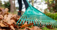 Gardeners urged to leave autumn leaves on lawns as hidden benefit revealed