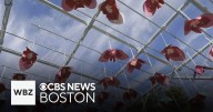 Art installation in Cambridge shows impact of extreme heat