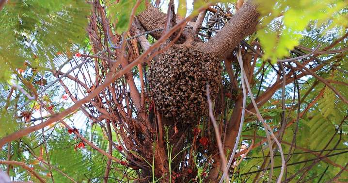 ¿Enjambre de abejas en Hermosillo? Repórtelo al 911 y siga estas recomendaciones