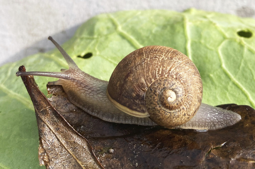 Ned the snail has looks, patience and absolutely no luck in love