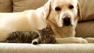Un hito en la protección animal: La Corte Constitucional reconoce a los animales como Seres Sintientes