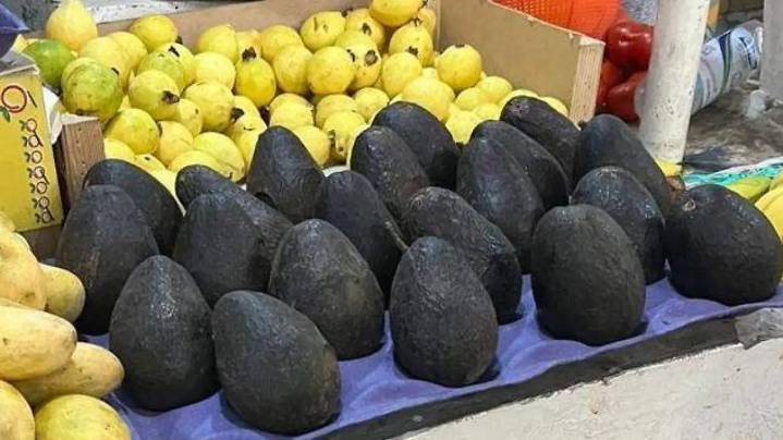 Productores califican de “politiquería” la propuesta legislativa para exportar aguacate de Veracruz