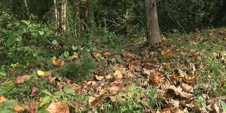 More fires across state due to dry conditions, Dora implements ‘No Burn Order’