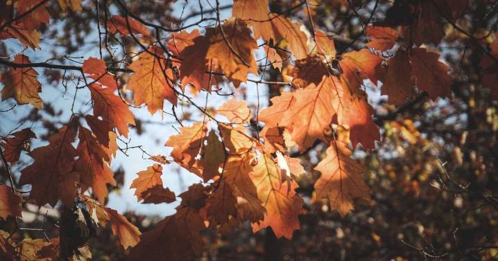Equinoccio de otoño 2025: fecha, significado y qué esperar del cambio de estación