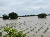 Bhima River floods disrupt life in Kalyana Karnataka, 11