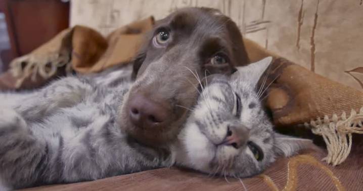 Tijuana invertirá 16 millones de pesos en la atención de perros y gatos