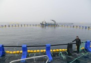 «Nuestros 80 atunes comen 700 kilos de sardina al día»