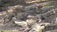 Richard Moore Outdoor Report: Animal Appellations