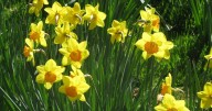 A blooming top time to be busy admiring daffodils in the garden
