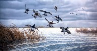 Chris Smith: 'Weather' or not: Waterfowl
