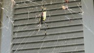 Atlanta man embraces Joro spiders as studies show mixed impacts