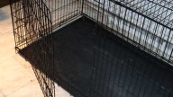 Eight dogs found dead on Anderson County property