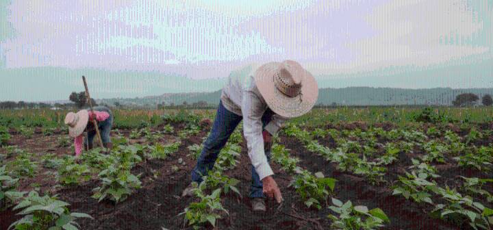 EDD amplía los recursos para los trabajadores agrícolas