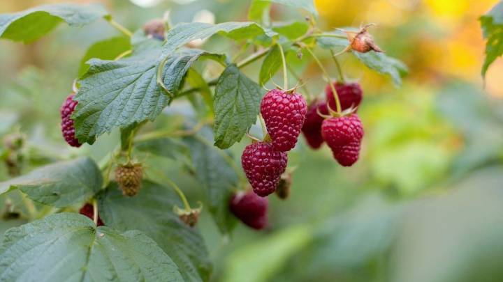 Cómo cultivar una planta de frambuesas para disfrutar sus frutos exquisitas y naturales