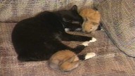 Cute alert! Cleo the cat was heartbroken until two baby bunnies hopped into her life