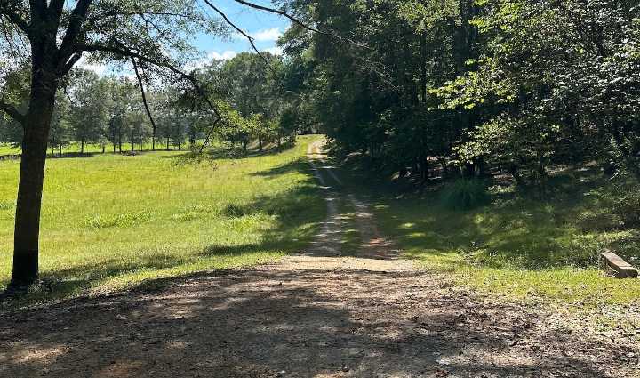 81-year-old’s muscle, scalp ‘viciously and violently torn’ from body in Bibb County dog attack