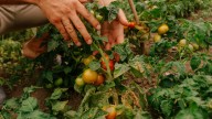 The Real Reason Your Tomato Plants' Leaves Are Brown This Summer (And How To Fix It)