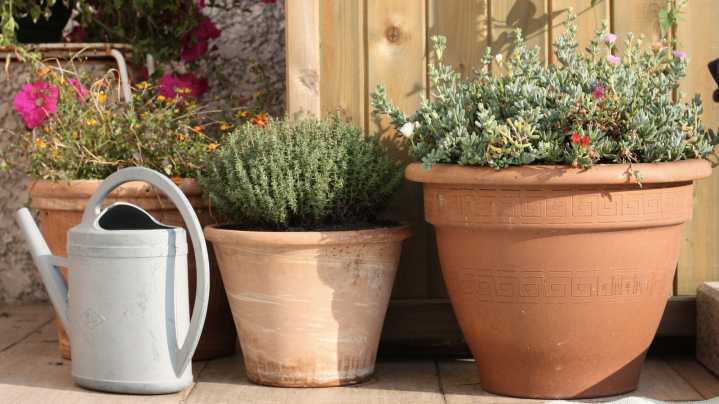 More And More Gardeners Are Using Containers To Grow Plants, And Here's Why