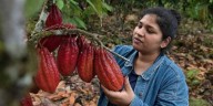 Tabasco: de cacao a chocolate con sello propio