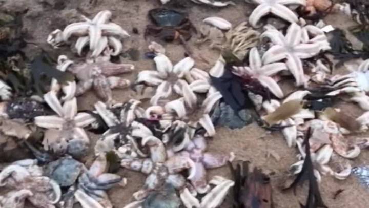 Thousands of starfish on UK beach yesterday - scientists think they know why