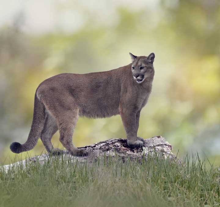 Trump Administration Set to Remove Look-Alike Protections From 11 Species