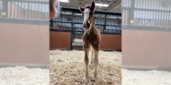 Missouri’s Budweiser Clydesdales gain 2 new additions to the herd