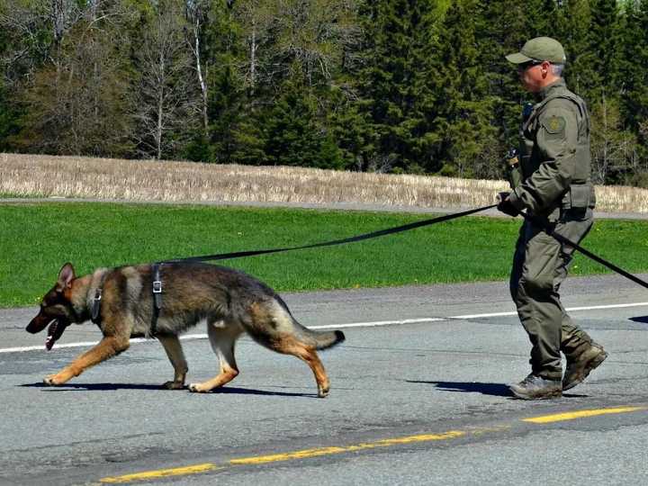 RCMP needed drones, dogs, armoured vehicles and helicopters for arrest of one man in northern B.C.