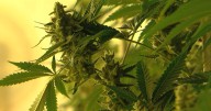 Cannabis companies kicked out of Colorado after reports of liver injuries