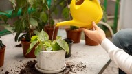 La planta que florece todo el año y no necesita riego constante