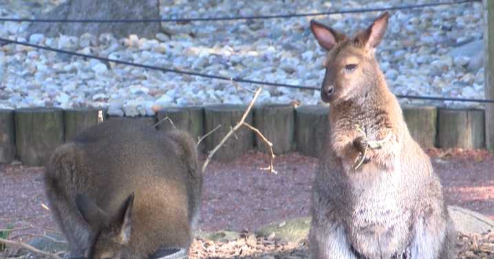 Columbian Park Zoo to host annual 'Boo at the Zoo'