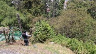 Toluca: Detectan plaga de roedores tras acumulación de basura en el parque El Calvario