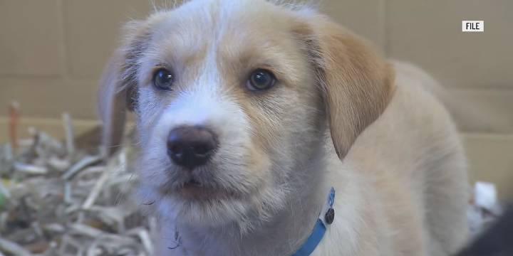 Maine officials warn pet owners over the Parvovirus after multiple positive cases reported
