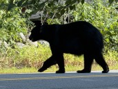 Black bear that wandered into Dollar General is euthanized after biting woman