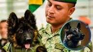 'Arkadas' ya creció: así luce el perro rescatista que México adoptó tras la muerte de 'Proteo'