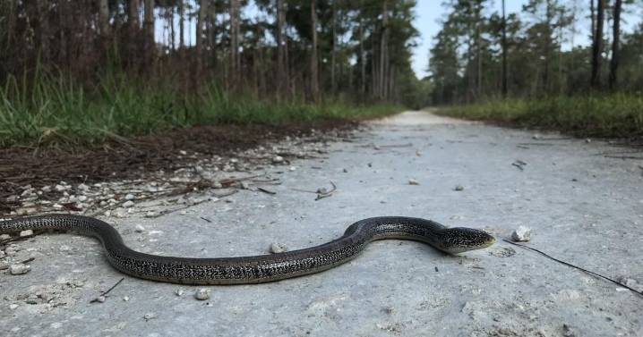 Fun facts about the legless eastern glass lizard found in SC