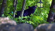 Merrimack NH bear sightings