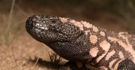 Arizona’s Gila monsters could be threatened by climate change