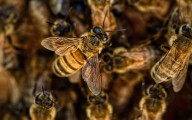 MP News: Bee Attack Triggers Stampede In Niwari's Tara Devi Temple; 8 Devotees From Same Family Injured