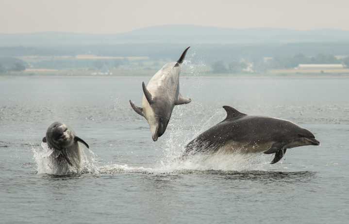 The great porpoise panic