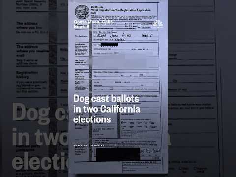 Dog cast ballots in two California elections