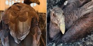 Tuwálo y Kuiiy nacieron en Chapultepec y hoy son la esperanza de una especie que estuvo a punto de desaparecer