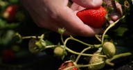 Where you can pick your own fruits and veggies near Denver