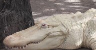 Rare albino alligator Claude turns 30, celebrated as Bay Area icon